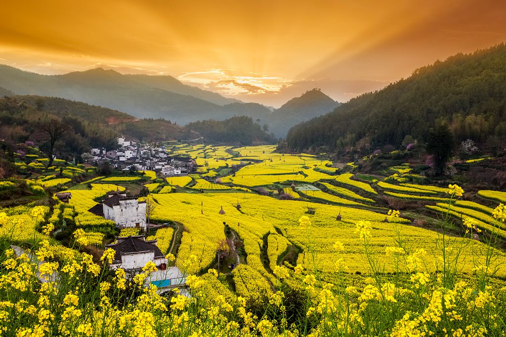 China's Most Beautiful Countryside Is a Sea of Gold in Spring