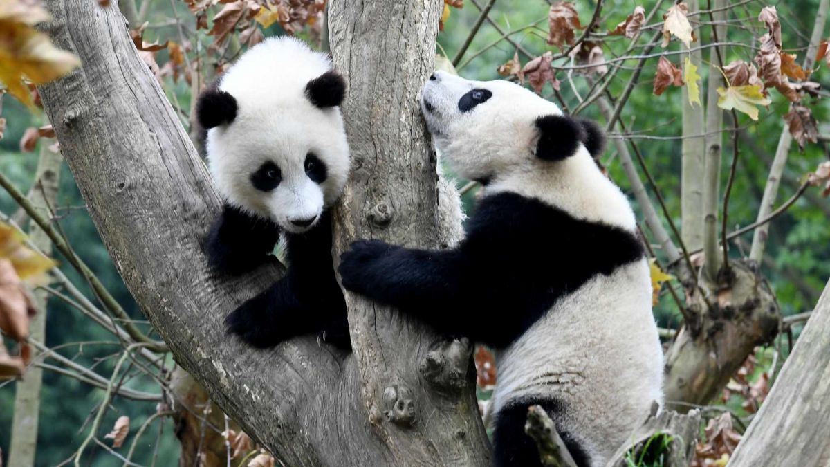 More Than a Cuddle: My Unforgettable Day as a Panda Keeper